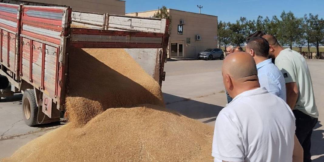Geçen sene 40, bu sene 6 ton verim elde edildi, durum fiyata yansıdı! Çitçinin yüzü asıldı: Kilosu 17 liradan satıldı 6